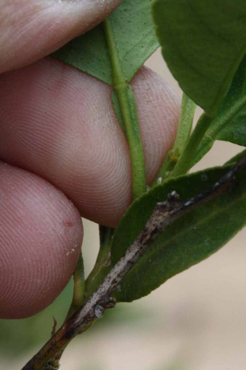              Petiole (Riverside, CA)       